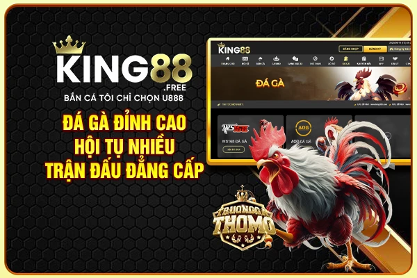 Đá gà đỉnh cao, hội tụ nhiều trận đấu đẳng cấp